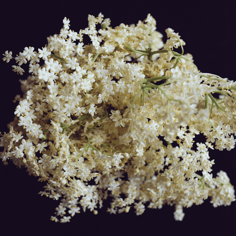 Elderflower Vinegar “How To Make” Recipe From The Jam Jar Shop